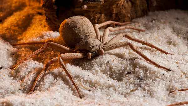 
    Шестиглазый песочный паук 🌟 Фото, описание, ареал, питание, враги ✔
    