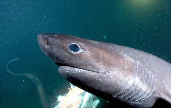 
    Шестижаберная акула 🌟 Фото, описание, ареал, питание, враги ✔
    
