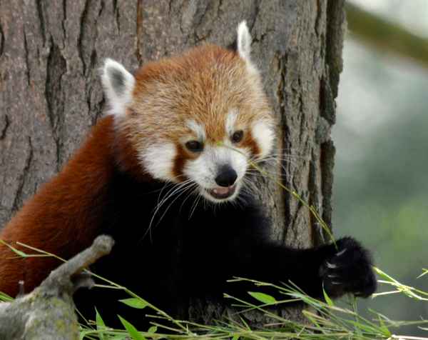 
    Малая красная панда 🌟 Фото, описание, ареал, питание, враги ✔
    