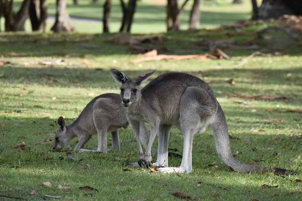 
    Гигантский кенгуру 🌟 Фото, описание, ареал, питание, враги ✔
    