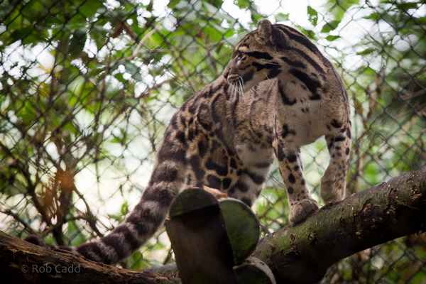 
    Дымчатый леопард 🌟 Фото, описание, ареал, питание, враги ✔
    