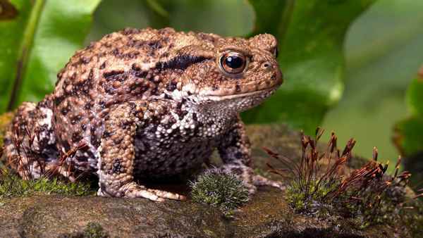 
    Земляная жаба 🌟 Фото, описание, ареал, питание, враги ✔
    