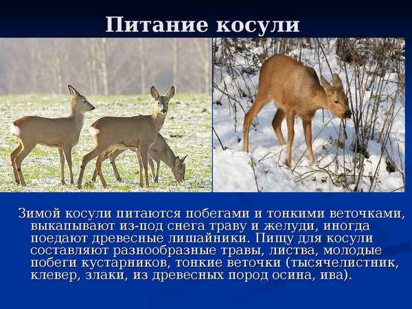 
    Сибирская косуля 🌟 Фото, описание, ареал, питание, враги ✔
    