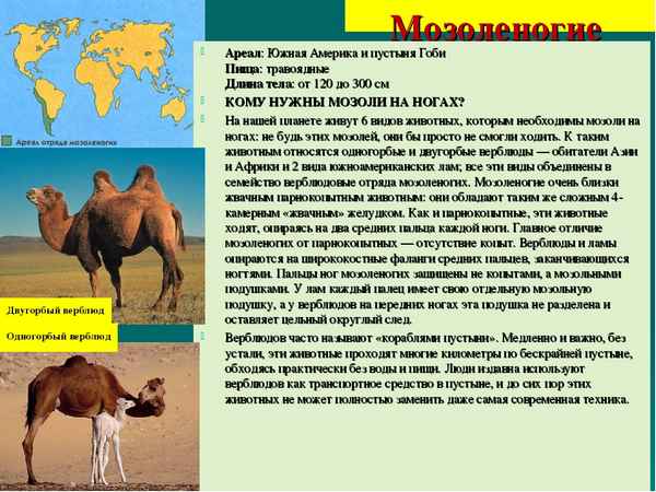 
    Одногорбый верблюд 🌟 Фото, описание, ареал, питание, враги ✔
    