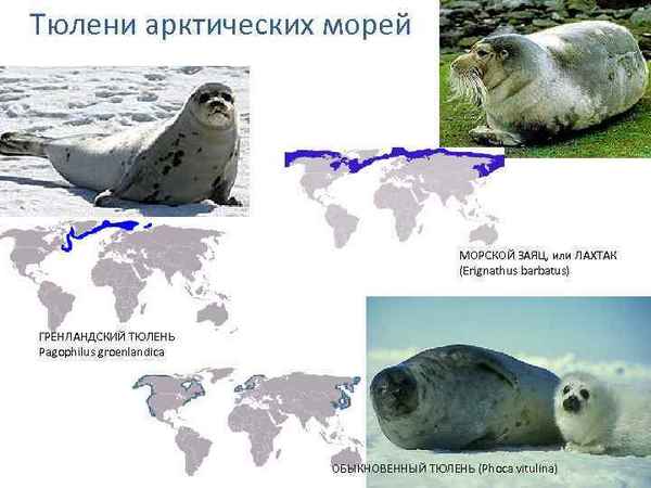 
    Ушастый тюлень 🌟 Фото, описание, ареал, питание, враги ✔
    