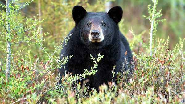 
    Черный медведь 🌟 Фото, описание, ареал, питание, враги ✔
    