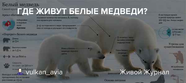 
    Гигантский белый медведь 🌟 Фото, описание, ареал, питание, враги ✔
    