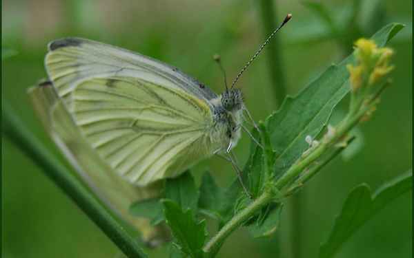 
    Бабочка капустница 🌟 Фото, описание, ареал, питание, враги ✔
    