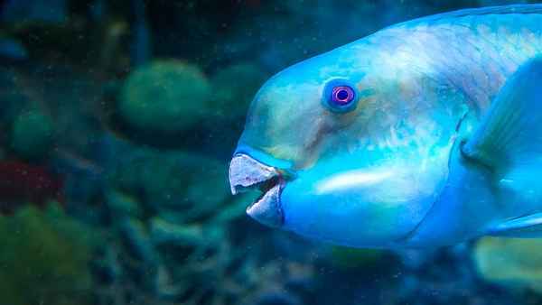 
    Рыба попугай 🌟 Фото, описание, ареал, питание, враги ✔
    