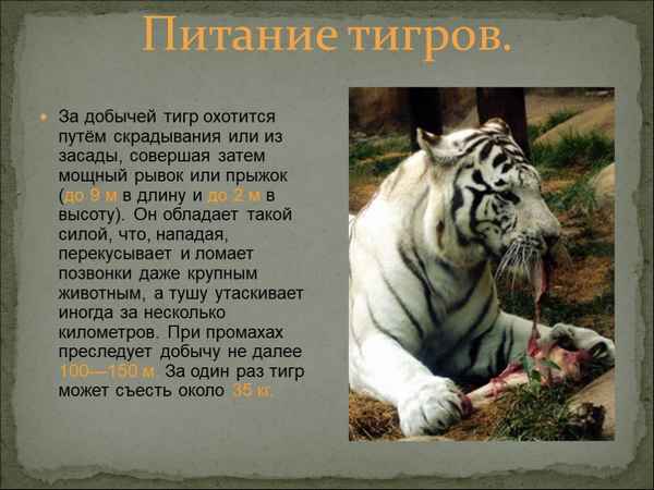
    Белый тигр 🌟 Фото, описание, ареал, питание, враги ✔
    