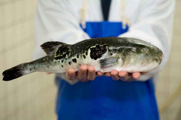 
    Рыба фугу 🌟 Фото, описание, ареал, питание, враги ✔
    