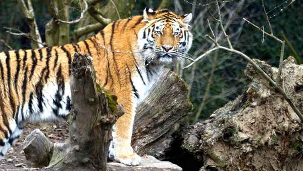 
    Балийский тигр 🌟 Фото, описание, ареал, питание, враги ✔
    