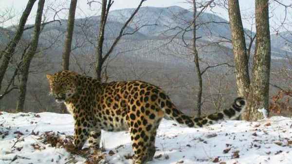 
    Дальневосточный леопард 🌟 Фото, описание, ареал, питание, враги ✔
    