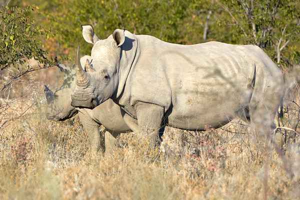 
    Белый носорог 🌟 Фото, описание, ареал, питание, враги ✔
    
