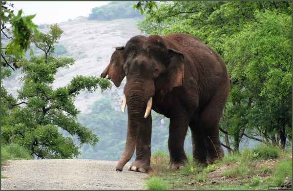 
    Индийский слон 🌟 Фото, описание, ареал, питание, враги ✔
    
