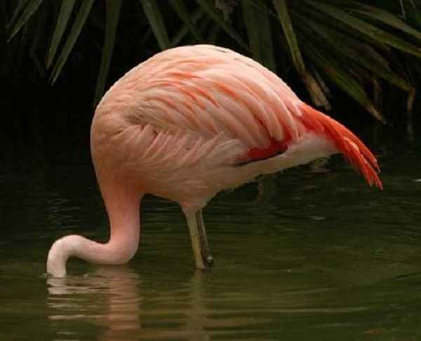 
    Фламинго 🌟 Фото, описание, ареал, питание, враги ✔
    