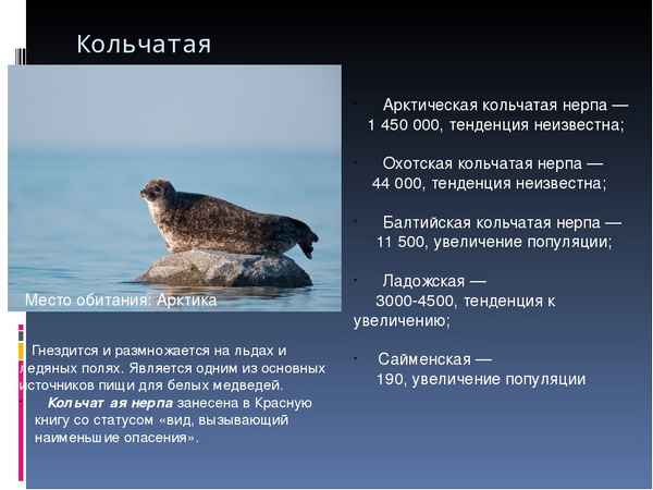 
    Каспийская нерпа 🌟 Фото, описание, ареал, питание, враги ✔
    
