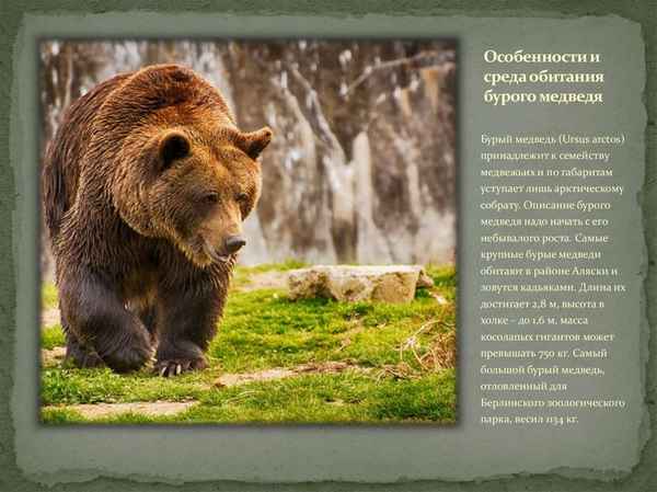 
    Бурый медведь 🌟 Фото, описание, ареал, питание, враги ✔
    