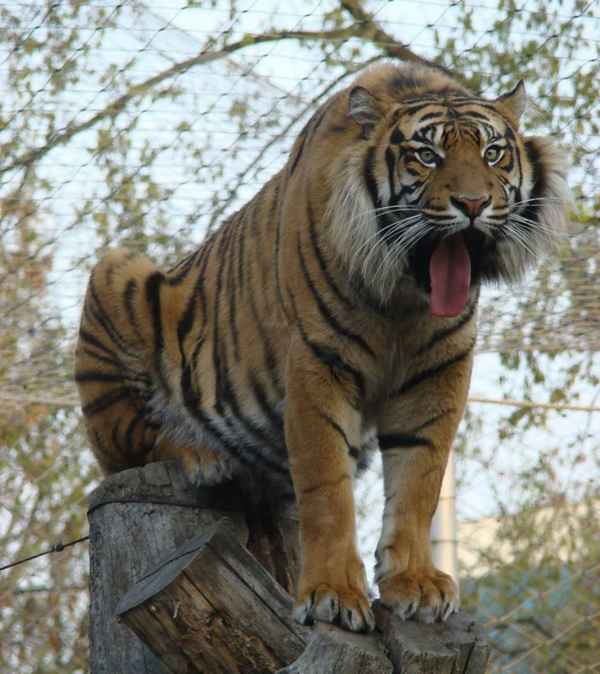 
    Суматрaнcкий тигр 🌟 Фото, описание, ареал, питание, враги ✔
    