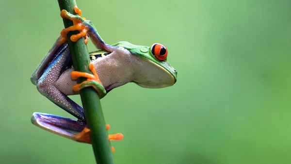 
    Древесная лягушка 🌟 Фото, описание, ареал, питание, враги ✔
    
