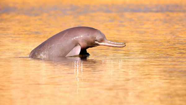 
    Речной дельфин 🌟 Фото, описание, ареал, питание, враги ✔
    