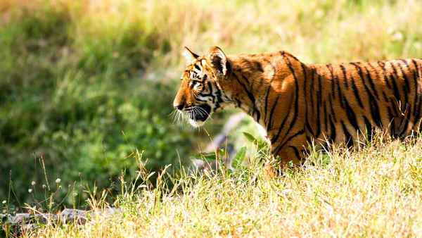 
    Индокитайский тигр 🌟 Фото, описание, ареал, питание, враги ✔
    