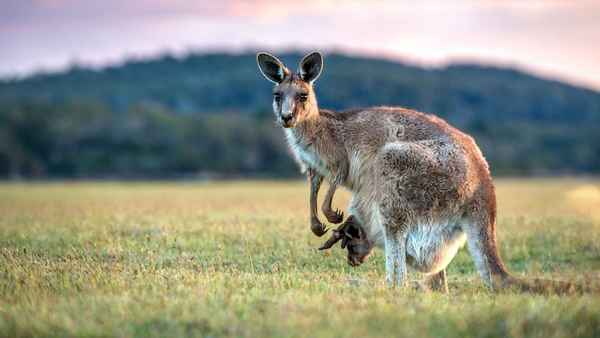
    Серый кенгуру 🌟 Фото, описание, ареал, питание, враги ✔
    