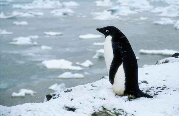 
    Пингвин адели 🌟 Фото, описание, ареал, питание, враги ✔
    