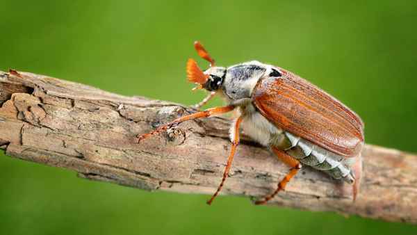 
    Майский жук 🌟 Фото, описание, ареал, питание, враги ✔
    