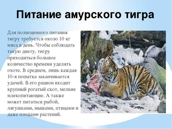 
    Амурский тигр 🌟 Фото, описание, ареал, питание, враги ✔
    