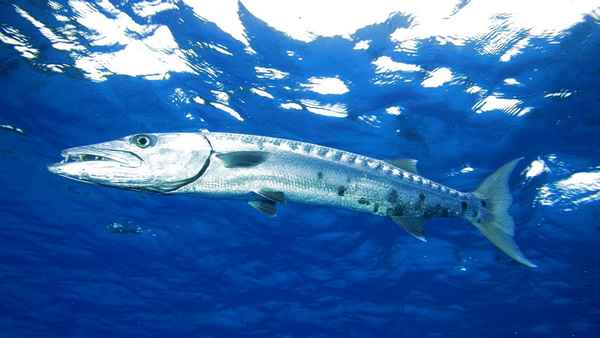 
    Рыба барракуда 🌟 Фото, описание, ареал, питание, враги ✔
    