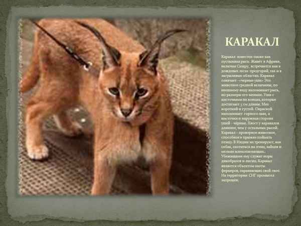 
    Каpaкал 🌟 Фото, описание, ареал, питание, враги ✔
    