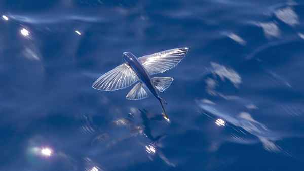 
    Летучая рыба 🌟 Фото, описание, ареал, питание, враги ✔
    