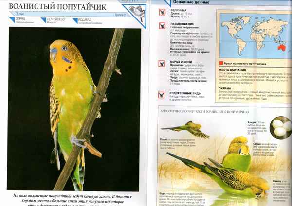 
    Волнистый попугай 🌟 Фото, описание, ареал, питание, враги ✔
    