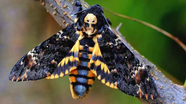 
    Бабочка мертвая голова 🌟 Фото, описание, ареал, питание, враги ✔
    