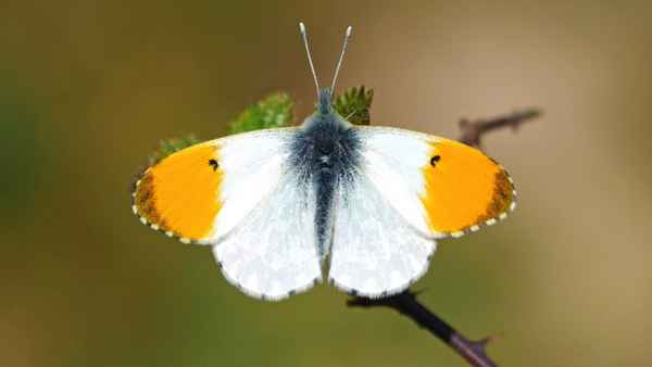 
    Бабочка зорька 🌟 Фото, описание, ареал, питание, враги ✔
    