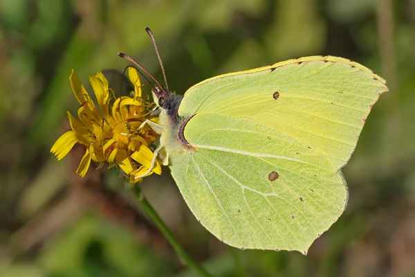 
    Бабочка лимонница 🌟 Фото, описание, ареал, питание, враги ✔
    