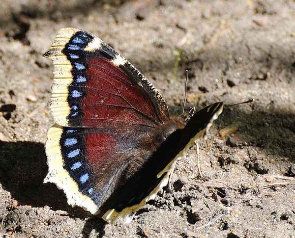 
    Бабочка траурница 🌟 Фото, описание, ареал, питание, враги ✔
    