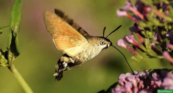 
    Бабочка бражник 🌟 Фото, описание, ареал, питание, враги ✔
    