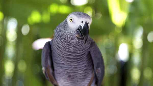 
    Попугай жако 🌟 Фото, описание, ареал, питание, враги ✔
    