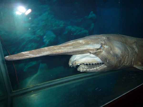 
    Акула гоблин 🌟 Фото, описание, ареал, питание, враги ✔
    