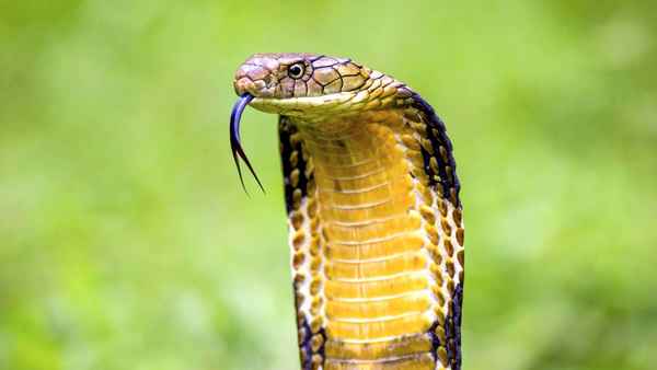 
    Очковая змея 🌟 Фото, описание, ареал, питание, враги ✔
    