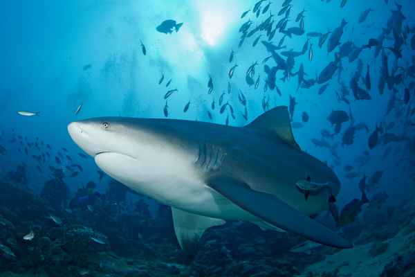 
    Тупорылая акула 🌟 Фото, описание, ареал, питание, враги ✔
    