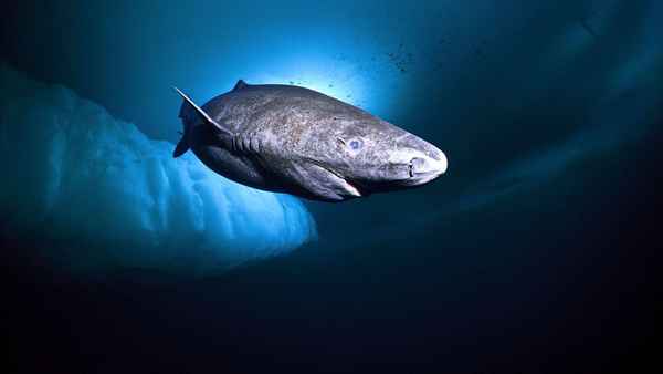 
    Гренландская акула 🌟 Фото, описание, ареал, питание, враги ✔
    