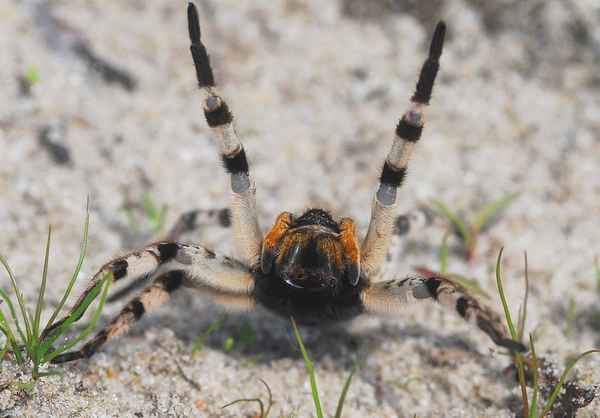 
    Паук тарантул 🌟 Фото, описание, ареал, питание, враги ✔
    