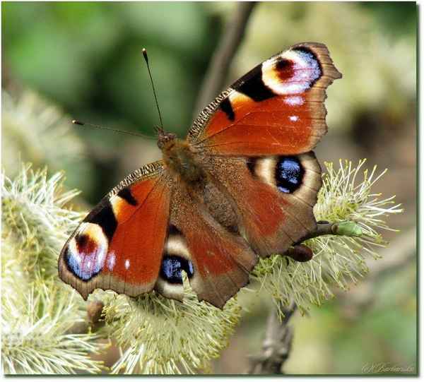 
    Бабочка павлиний глаз 🌟 Фото, описание, ареал, питание, враги ✔
    