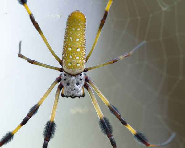 
    Банановый паук 🌟 Фото, описание, ареал, питание, враги ✔
    