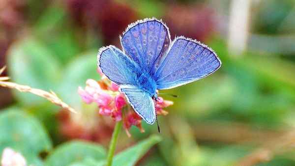 
    Бабочка голубянка 🌟 Фото, описание, ареал, питание, враги ✔
    