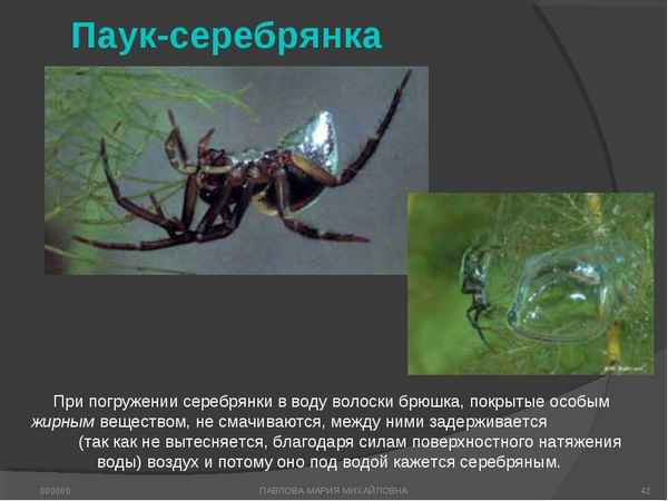 
    Водяной паук 🌟 Фото, описание, ареал, питание, враги ✔
    