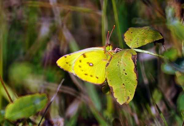 
    Бабочка желтушка 🌟 Фото, описание, ареал, питание, враги ✔
    